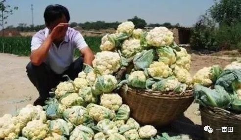 专业代办助农销售 莴笋与沃柑200吨高效售罄并即时结款